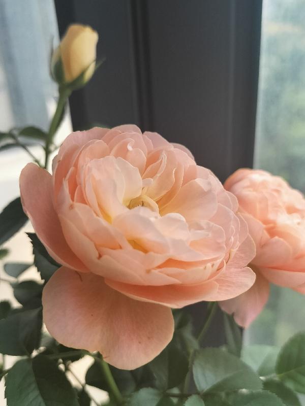 腹黑王爷彪悍妃全文免费阅读