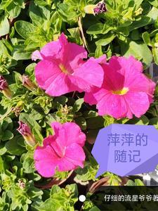 萍萍讲的